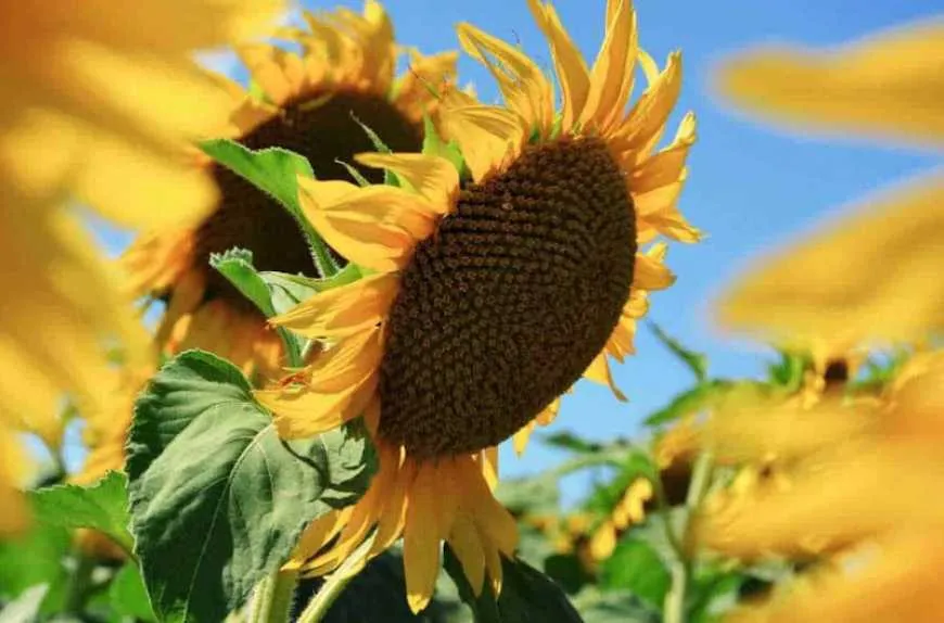 Ви зараз переглядаєте Закупівельні ціни на соняшник зростають попри високі запаси на заводах