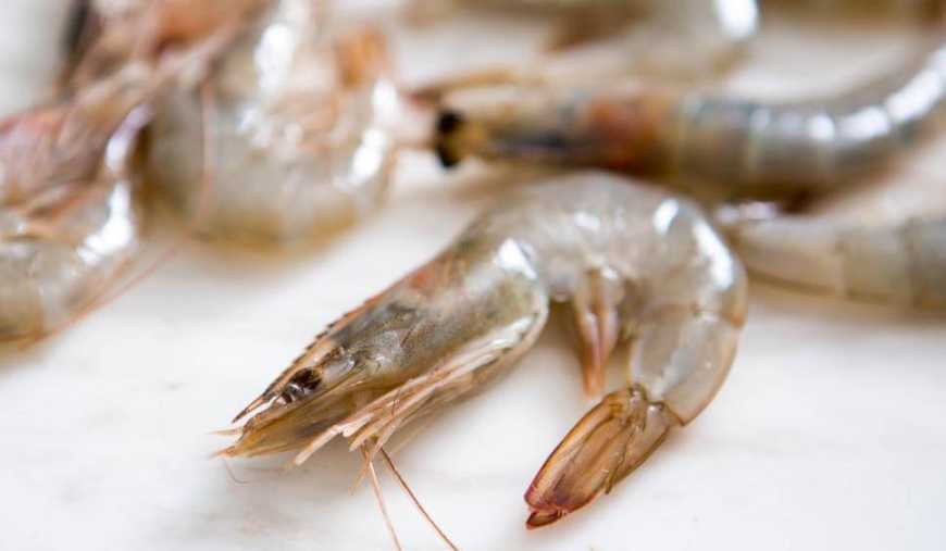 Ви зараз переглядаєте Креветковий бізнес: від стадії експериментів до індустріального становлення