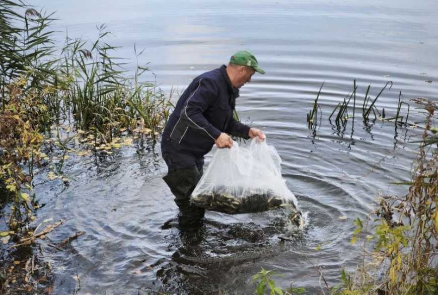 Ви зараз переглядаєте Водойми Полтавщини та Хмельниччини поповнили понад 217 тис. рибин