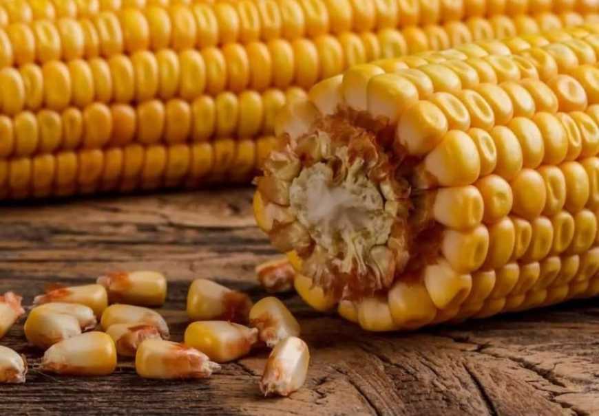 Ви зараз переглядаєте Ринок кукурудзи: чому ціни в Україні не падають і як довго це триватиме?