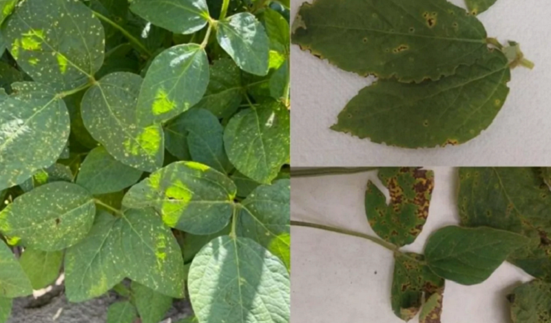 Ви зараз переглядаєте Бактеріальні хвороби сої стали активною загрозою в 2025 році: польські фітопатологи попередили про небезпеку