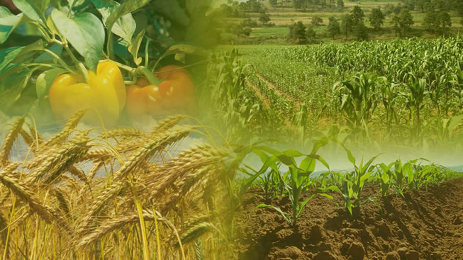 Ви зараз переглядаєте Фермери назвали найбільш прибуткову культуру 2025 р