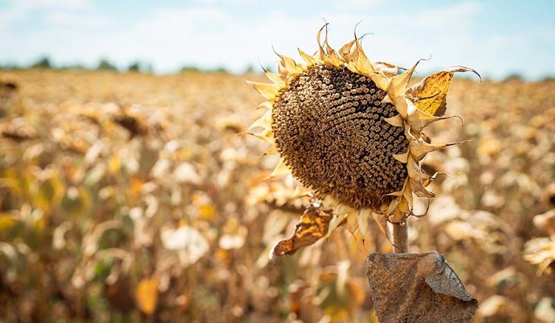 Ви зараз переглядаєте Цьогорічний недобір урожаю соняшнику компенсує ціна