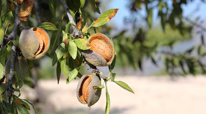 Ви зараз переглядаєте Українські аграрії отримали доступ до  унікальних іспанських сортів мигдалю