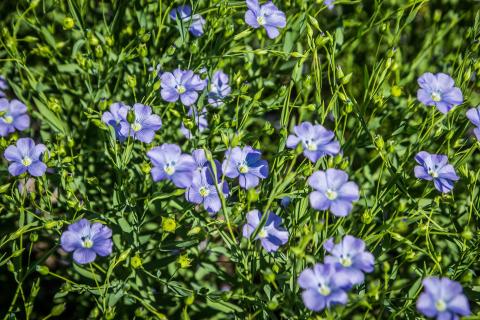 Ви зараз переглядаєте Олійний льон повертається на українські поля