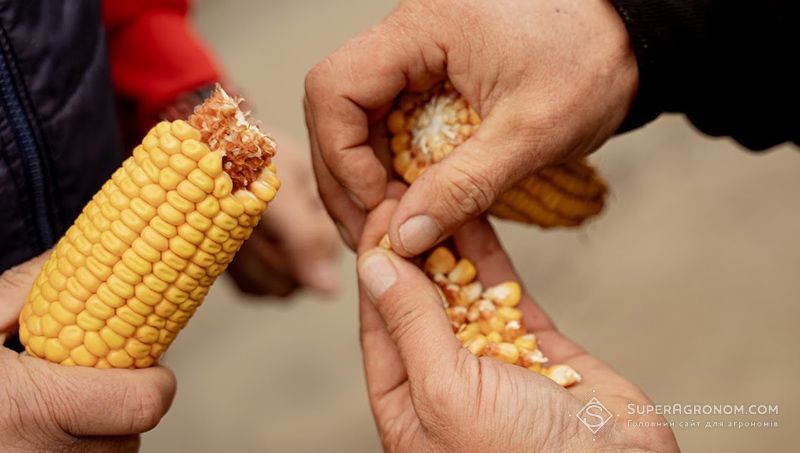 Ви зараз переглядаєте Більше половини кукурудзи ще не зібрано в українських агрохолдингах, а вологість зерна дуже висока