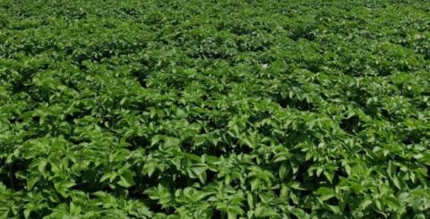 Ви зараз переглядаєте Фермерка з Черкащини замінила зернові й олійні на картоплю