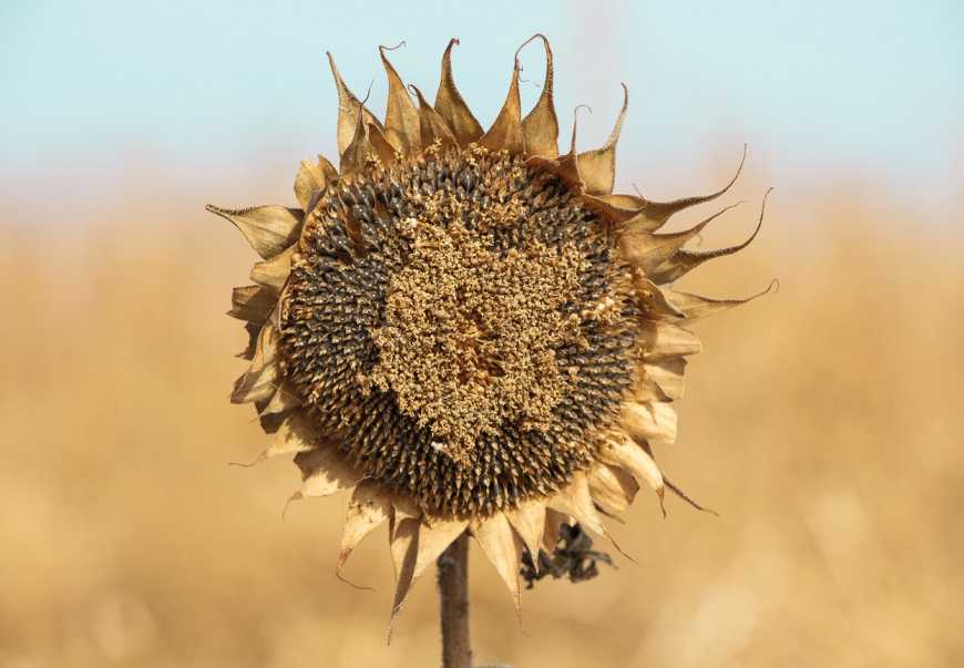 Ви зараз переглядаєте Найнижчу врожайність соняшнику в Україні фіксують на Миколаївщині