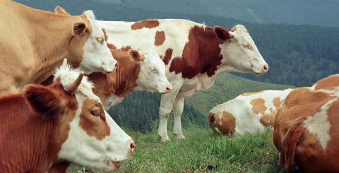 Ви зараз переглядаєте ФАО оприлюднила результати дослідження щодо вживання антибіотиків у тваринництві України