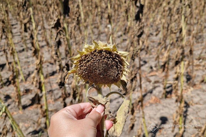 Ви зараз переглядаєте Цьогоріч антирекордну урожайність соняшнику менше 1 т/га фіксують в південних областях