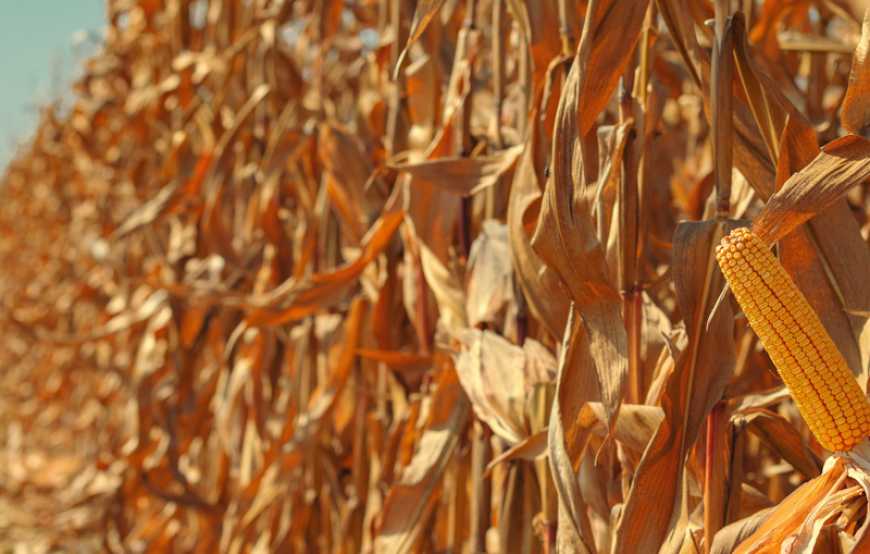 Ви зараз переглядаєте У наступні два роки прогнозується зростання виробництва зерна в Україні – НБУ