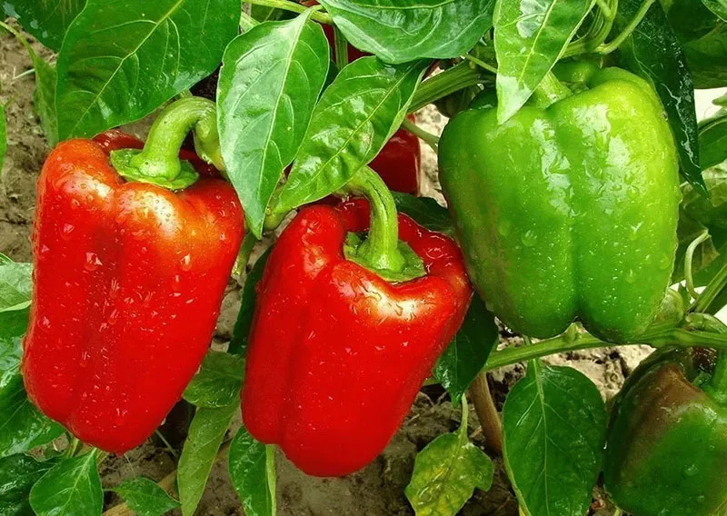 Ви зараз переглядаєте Солодкий перець рекордної врожайності: найкращі сорти для нестабільного клімату