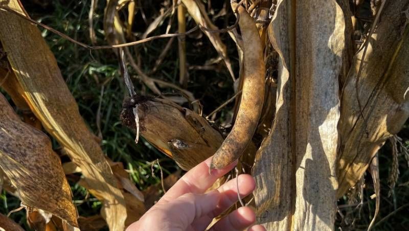 Ви зараз переглядаєте Досвідом вирощування квасолі на кукурудзі поділився польський фермер