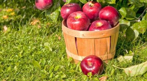 Ви зараз переглядаєте В Україні буде бум будівництва підприємств із переробки фруктів