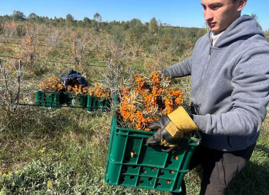 Ви зараз переглядаєте На Рівненщині розвивають органічне ягідництво