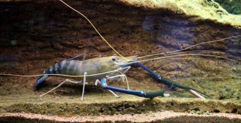Ви зараз переглядаєте Хмельничанка облаштувала акваферму з вирощування блакитних раків і креветок