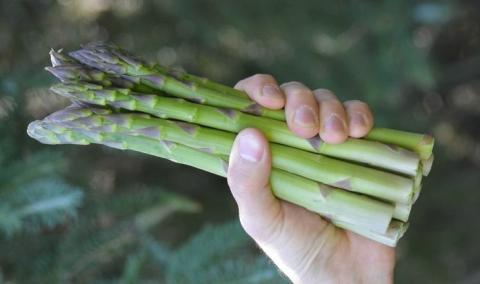 Ви зараз переглядаєте Господарство Київщини на гектарі спаржі дає роботу 4 людям