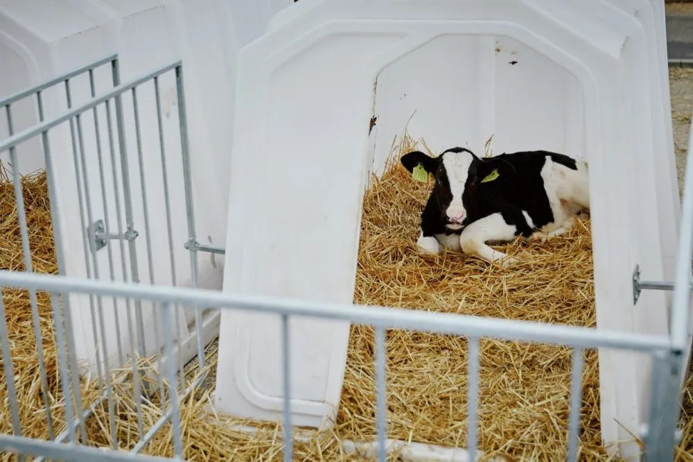 На Черкащині запустять сучасну мегаферму на 3000 корів1