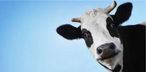 Ви зараз переглядаєте На Хмельниччині виявили випадки лейкозу корів