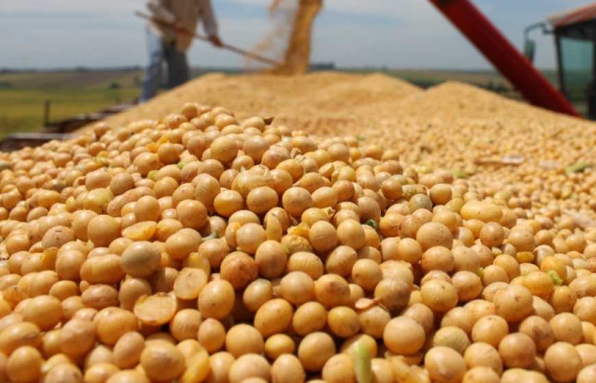 Ви зараз переглядаєте Ринок сої: українська соя залишається найдешевшою у світі