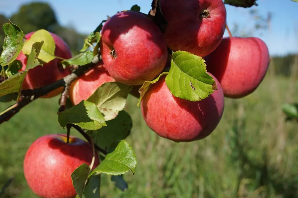 Ви зараз переглядаєте Як підготувати стару яблуню до зими і повернути їй високу врожайність
