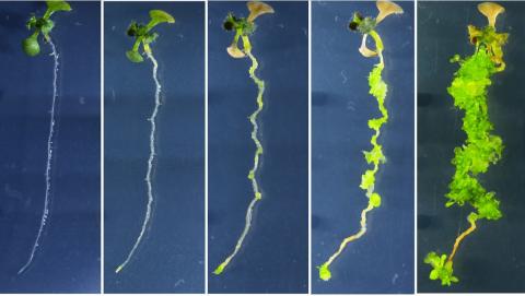 Ви зараз переглядаєте Вчені розробили метод регенерації рослин без використання гормонів