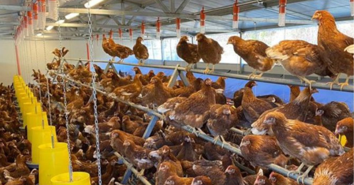 Ви зараз переглядаєте Годівниця – не дрібниця