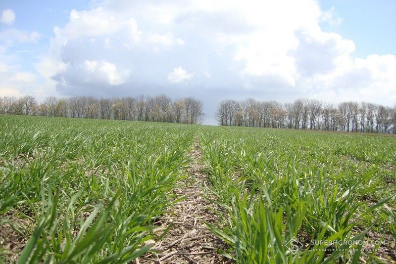 Ви зараз переглядаєте Як покращити стан та продуктивність озимих, висіяних в пізні строки або в сухий ґрунт, розповів науковець