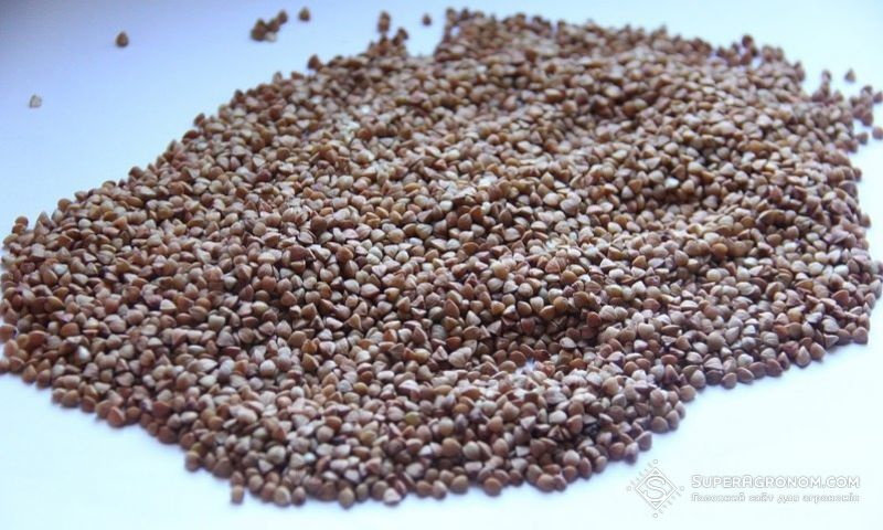 Ви зараз переглядаєте Якісного насіння гречки в Україні не вистачає — експерт