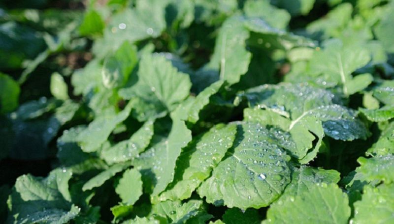 Ви зараз переглядаєте Контроль лускокрилих шкідників на ріпаку необхідний навіть за умови зниження температур