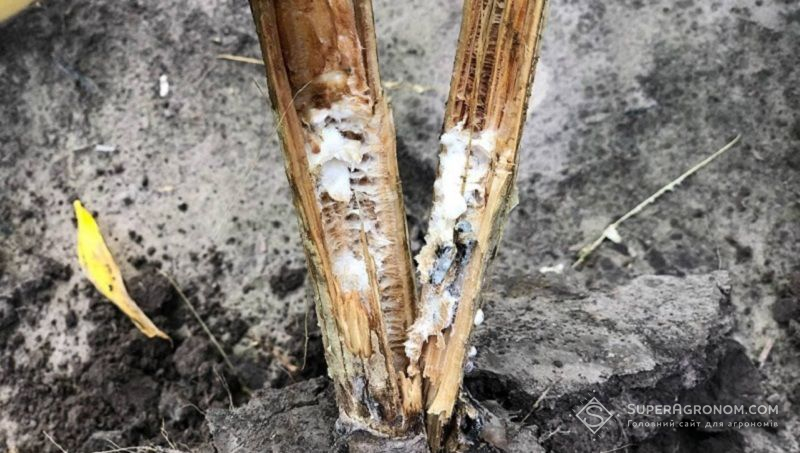 Ви зараз переглядаєте Кореневі інфекції соняшника контролювати складніше, тому потрібен комплексний підхід