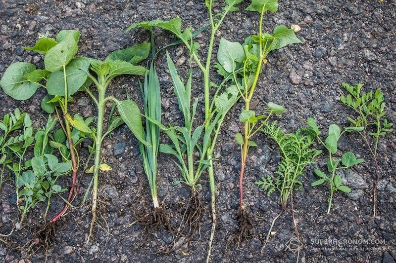 Ви зараз переглядаєте На біологічні системи землеробства треба переходити поступово — досвід