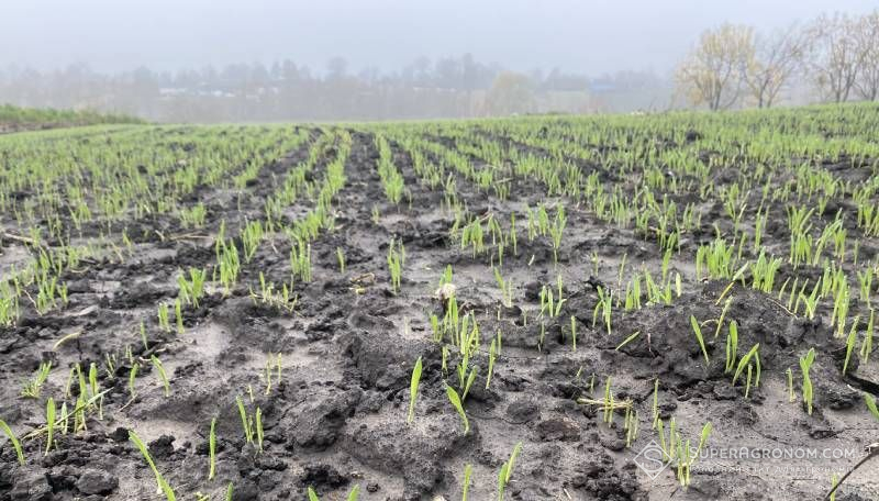 Ви зараз переглядаєте На озимих пізньої сівби лише формуються сходи — ці посіви найбільш вразливі до несприятливої перезимівлі