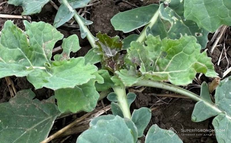 Ви зараз переглядаєте На посівах озимого ріпаку на Дніпропетровщині відмічено шкодочинність хрестоцвітих блішок