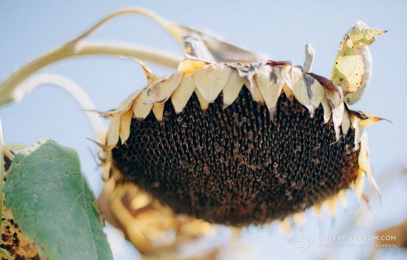 Ви зараз переглядаєте Найбільш прибутковою культурою в 2025 році став соняшник, найнижчу прибутковість мала соя