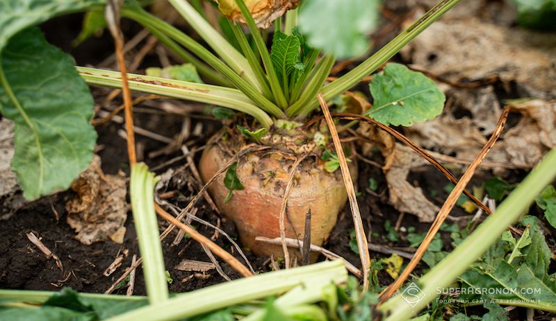 Ви зараз переглядаєте Найвища урожайність цукрових буряків 78т/га в 2025 р. в Чернівецькій області: зібрано на 78% площ