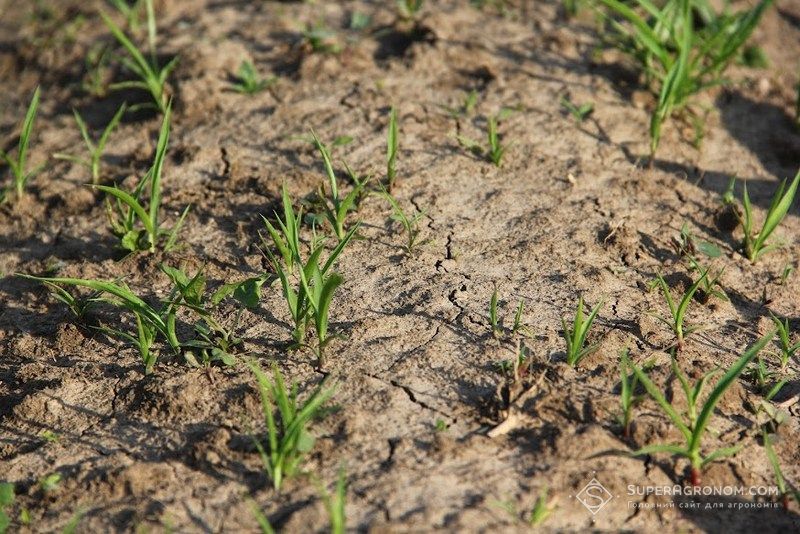 Ви зараз переглядаєте Натуральний гербіцид з листя горіха виділили дослідники