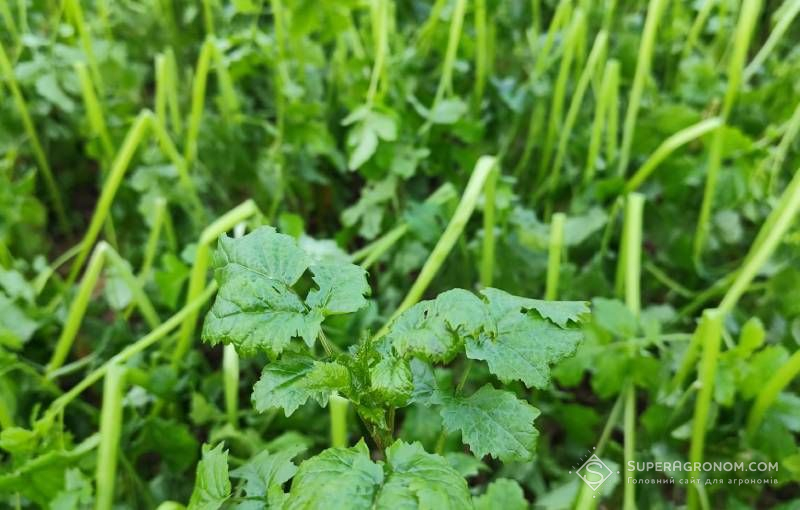 Ви зараз переглядаєте Названо температури, за яких вимерзають певні види покривних культур