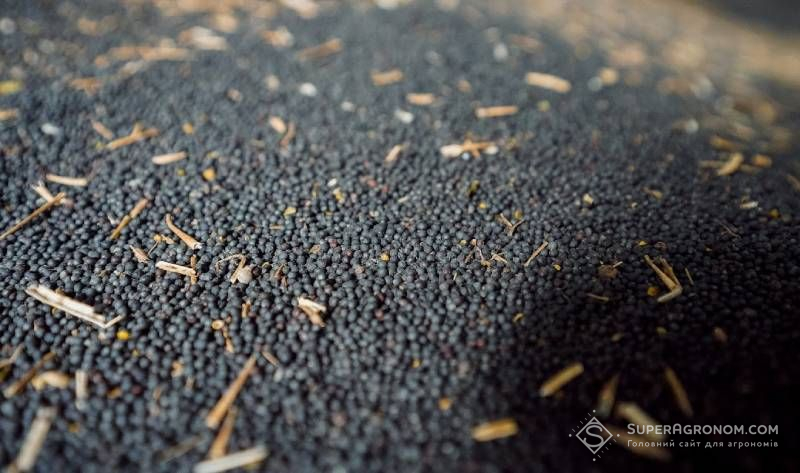 Ви зараз переглядаєте Низький попит стримує ціни на ріпак в Україні