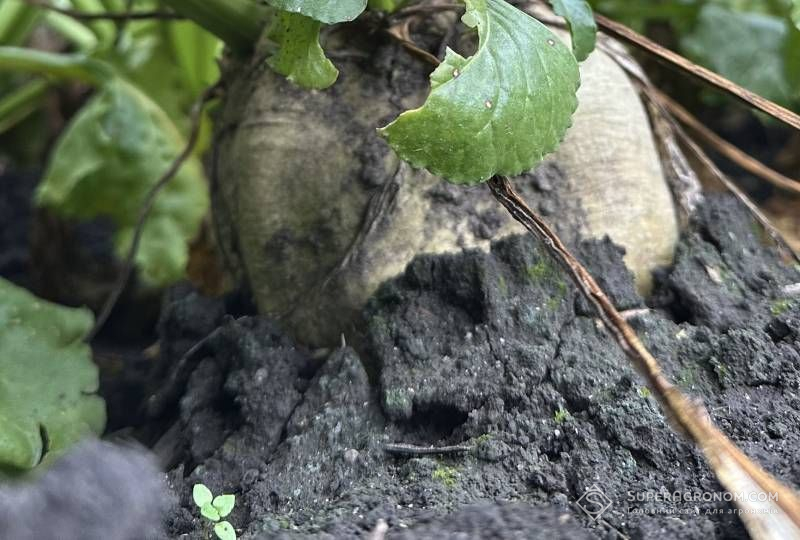 Ви зараз переглядаєте Оптимальні норми внесення дигестату під кукурудзу та цукровий буряк визначили в господарстві на Хмельниччині