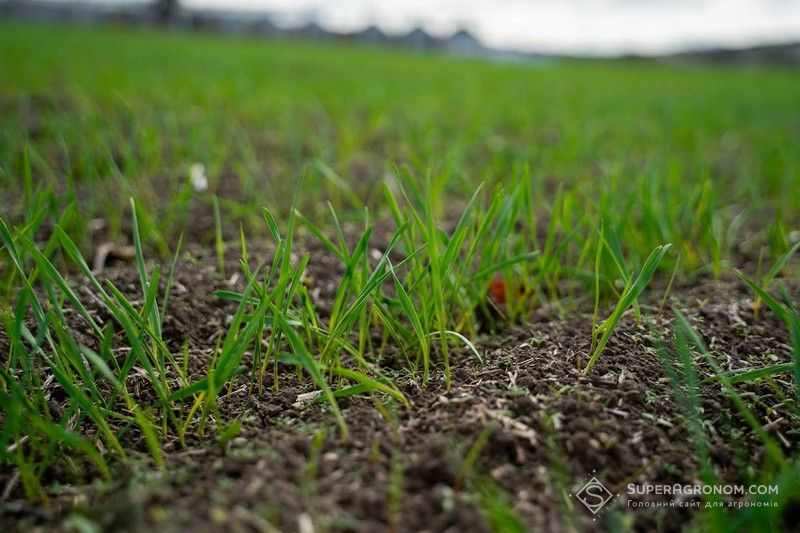 Ви зараз переглядаєте Підживлення озимих зернових азотом в сучасних умовах не знижує їхню зимостійкість — думка