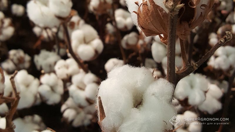 Ви зараз переглядаєте Про другий рік експерименту з вирощування бавовнику розповіли на Одещині