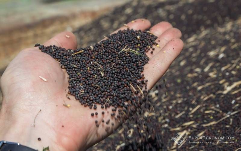 Ви зараз переглядаєте Прогноз світового виробництва олійних культур знижено на 3,54 млн т порівняно з оцінками вересня — USDA