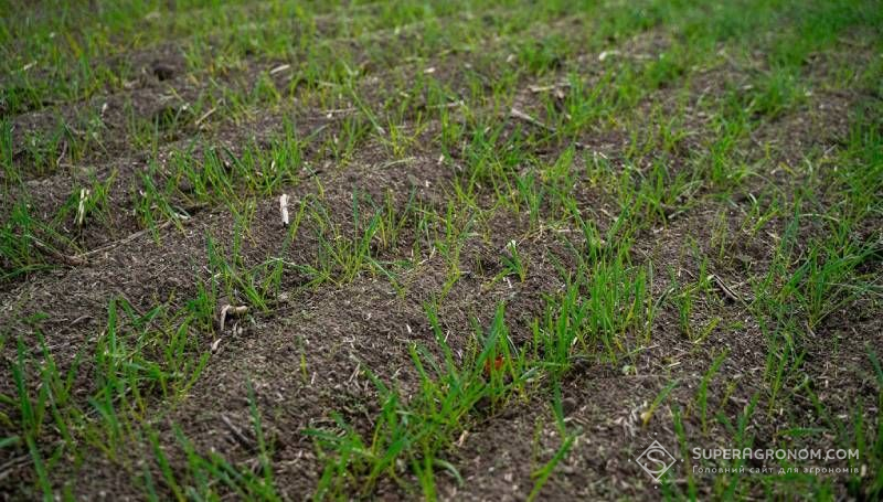 Ви зараз переглядаєте Сіяти озимі культури можна впродовж усієї осені, аби не навесні — Авраменко