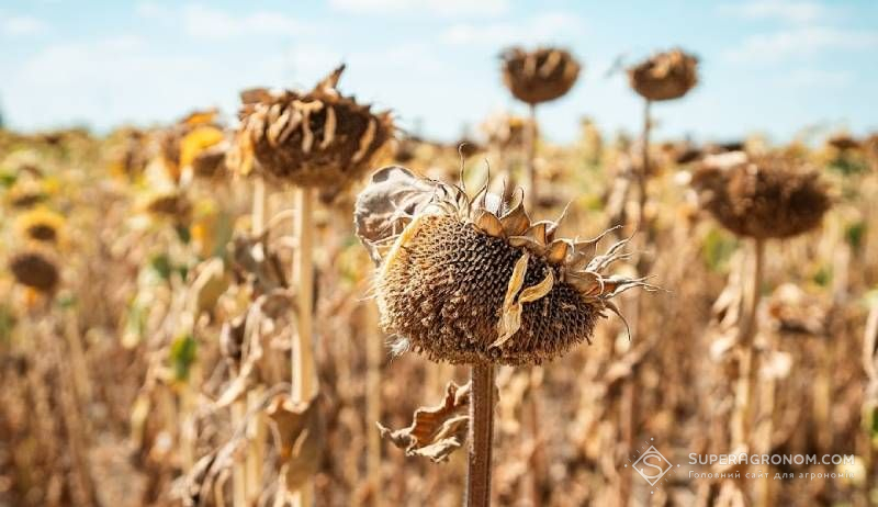 Ви зараз переглядаєте Соняшник по no-till дав на 1 тонну вищий урожай порівняно з традиційною технологією господарства з Кіровоградщини