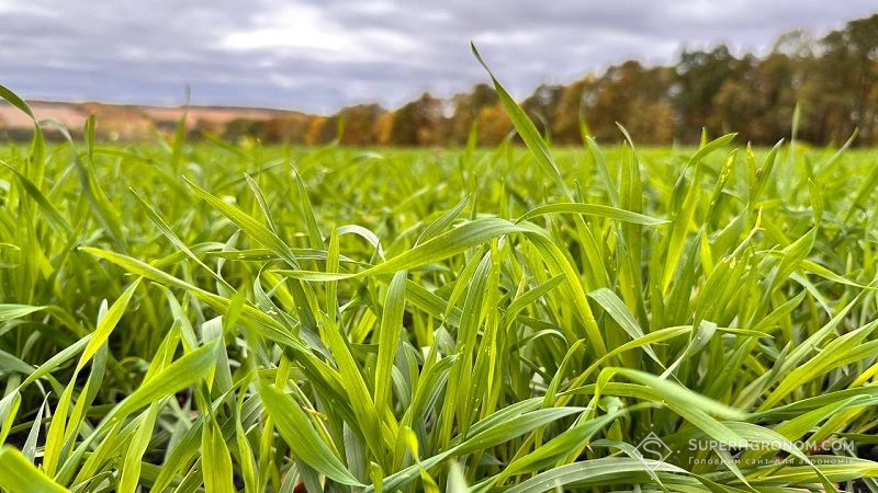 Ви зараз переглядаєте Стан озимих перед входом в зиму переважно добрий — агрометеорологи