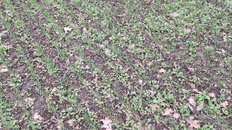 Ви зараз переглядаєте Суміш покривних культур допоможе боротись із падалицею ріпаку — думка