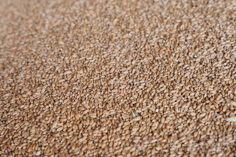 Ви зараз переглядаєте Темпи експорту української пшениці відновлюються, а за ними, ймовірно, відновиться зростання ціни