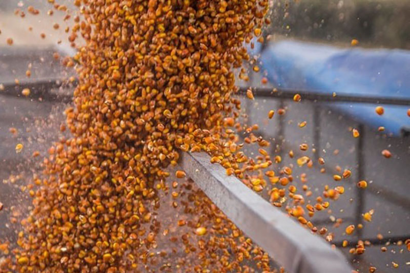 Ви зараз переглядаєте У 2025/26 МР топекспортери кукурудзи запропонують світовому ринку рекордний обсяг зернових