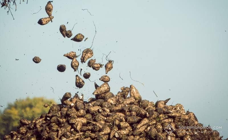 Ви зараз переглядаєте Урожайність цукрових буряків найвищою є в Чернівецькій області, а кукурудзи 10 т/га на Хмельниччині